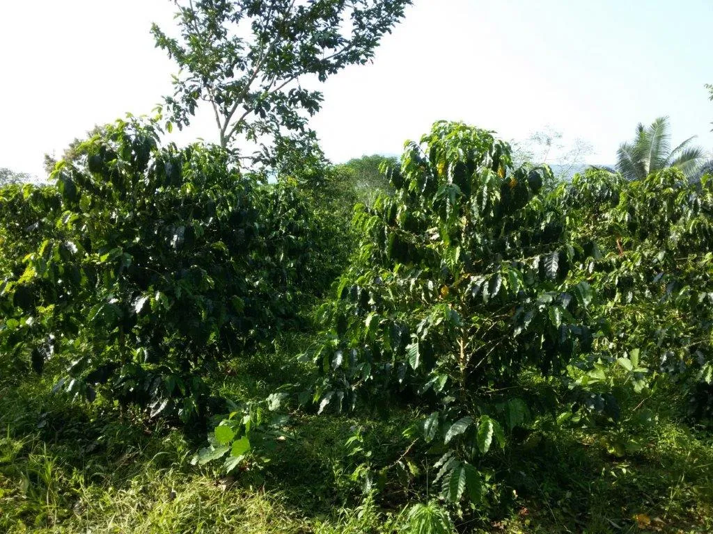 Bolivia Microlot: Bernardino Aliaga -Taipiplaya. Available in NJ & in Salisbury, MA. NEW ARRIVAL!