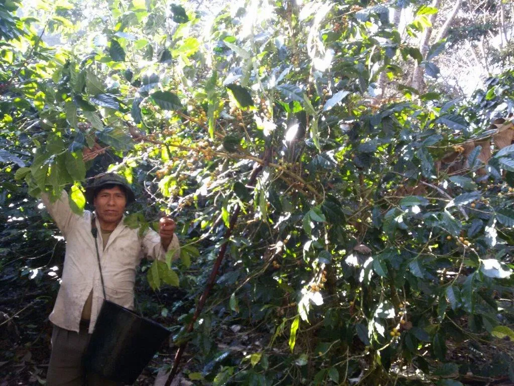 Bolivia Microlot: Bernardino Aliaga -Taipiplaya. Available in NJ & in Salisbury, MA. NEW ARRIVAL!